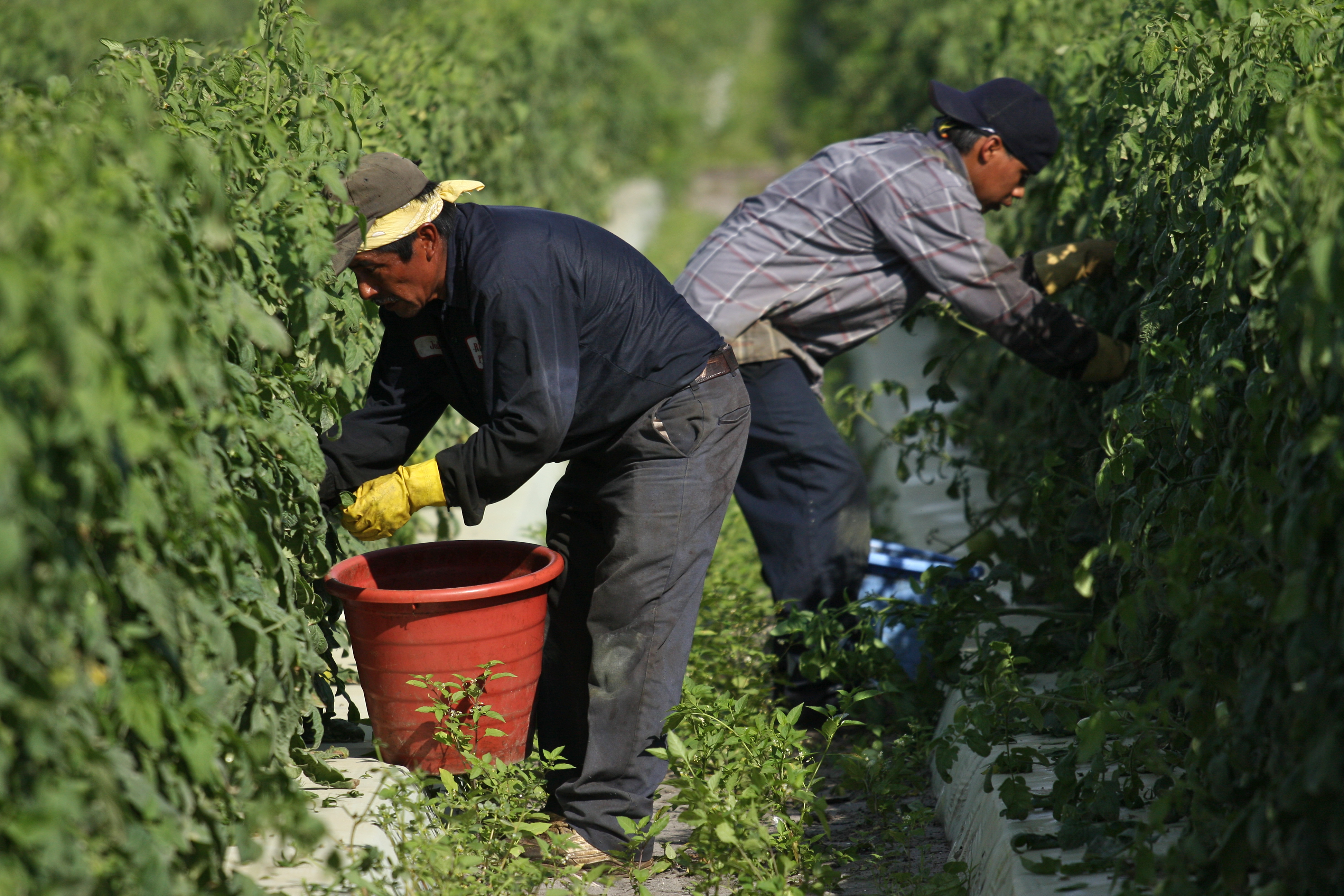 Harvesting